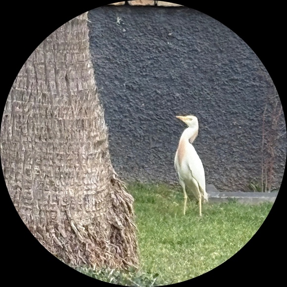 allikatchipiona
